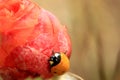 Ladybird climbing a rose in spring Royalty Free Stock Photo