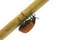 Ladybird climbing up a reed. Royalty Free Stock Photo