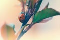 Ladybird climing a tree branch Royalty Free Stock Photo