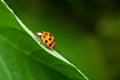 Ladybird close-up climbing up a green leaf. Green blurred background. Beautiful conceptual background. Beautiful artistic image. Royalty Free Stock Photo
