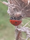 Ladybird close-up on thistle Royalty Free Stock Photo