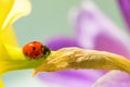 Ladybird closeup on a flower