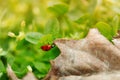 Ladybird closeup on a leaf. Royalty Free Stock Photo