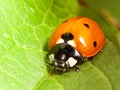 Ladybird closeup on leaf