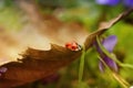 Ladybird closeup on a leaf