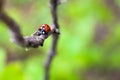 Ladybird closeup on a leaf. Selective focus Royalty Free Stock Photo