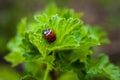 Ladybird closeup on a leaf. Selective focus Royalty Free Stock Photo