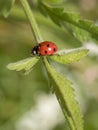 Ladybird closeup on a leaf. Ladybug running along on blade of gr