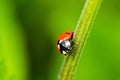 Ladybird Coccinellidae Close-up. Wild Nature. Ladybird