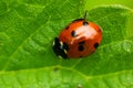 Ladybird Coccinellidae Close-up. Wild Nature. Ladybird