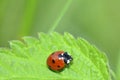 A Ladybird Coccinellidae on leaf in green nature