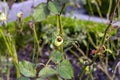 Ladybird coccinellidae on a rose bud Royalty Free Stock Photo