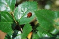 Ladybird (Coccinellidae) on a Rose petal Royalty Free Stock Photo