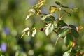 Ladybird (Coccinellidae) on a rose Royalty Free Stock Photo