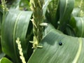 Ladybird on corn leaf. Steelblue ladybird on corn leaf in the maize farm close up background