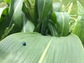 Ladybird on corn leaf. Steelblue ladybird on corn leaf in the maize farm close up background