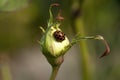 Ladybird crawling across rose bud Royalty Free Stock Photo