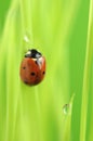 Ladybird Crawling on Green Grass with Rain Drops Royalty Free Stock Photo