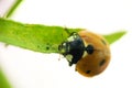 The ladybird crawls along the green leaf of the grass. On a white background. Macro Royalty Free Stock Photo