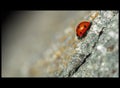 Ladybird creeping on a rock surface