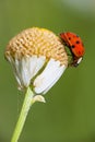 Ladybird on a daisy Royalty Free Stock Photo