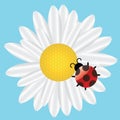 Ladybird on Daisy on blue background. Royalty Free Stock Photo