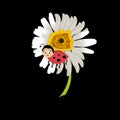 Ladybird on daisy, chamomile isolated . Image about summer, spring, flowers and joy.Vector Royalty Free Stock Photo