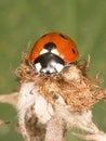 Ladybird on a dead flower head