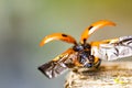 Ladybird deploying wings Royalty Free Stock Photo