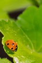 Ladybird Royalty Free Stock Photo