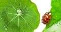 Ladybird on a dewy leaf