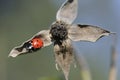 Ladybird on a dried rose flower Royalty Free Stock Photo