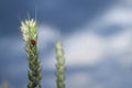 Ladybird on an Ear of Wheat Royalty Free Stock Photo