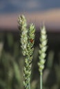 Ladybird on an Ear of Wheat Royalty Free Stock Photo