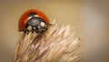 Ladybird on an Ear of Wheat Royalty Free Stock Photo