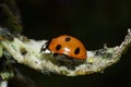 Natural aphid pest control ladybird predator on aphids Royalty Free Stock Photo