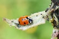 Sevenspotted red and black ladybird eating aphids