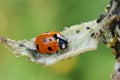 Sevenspotted red and black ladybird eating aphids