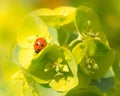 Ladybird On Euphorbia Plant Royalty Free Stock Photo