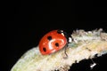 Ladybird feeding on aphids. Royalty Free Stock Photo