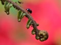 Ladybird on a Fern Plant Royalty Free Stock Photo