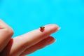 Ladybird on finger Royalty Free Stock Photo