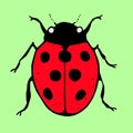 Ladybird, flat color illustration. Background green