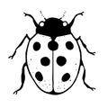 Ladybird, flat monochrome illustration. Bug ladybug sign