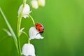 Ladybird on a flower