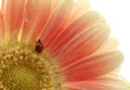 Ladybird on the flower Royalty Free Stock Photo