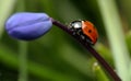 Ladybird on flower Royalty Free Stock Photo