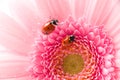 Ladybird on flower Royalty Free Stock Photo