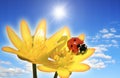 Ladybird on a flower Royalty Free Stock Photo