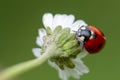 Ladybug on a chamomile flower